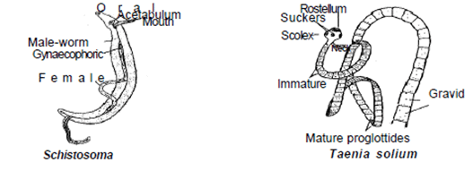 Major Animal Groups - Class 9