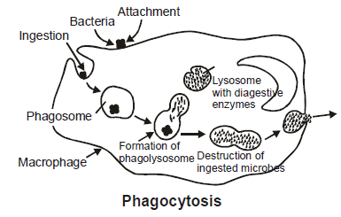 Chapter Notes - Immunity and Disease, Class 12, Biology (AIPMT)