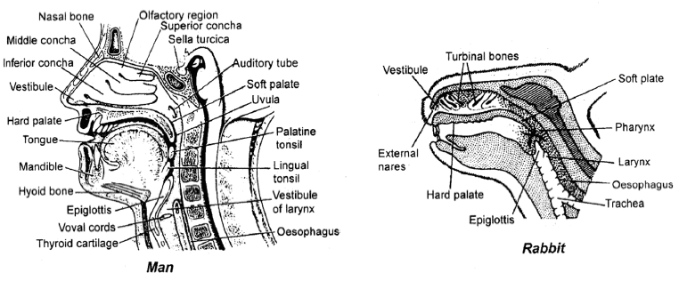 Respiratory System, Chapter Notes, Class 11, Biology