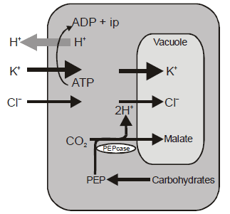 Transpiration, Chapter Notes, Class 11, Biology