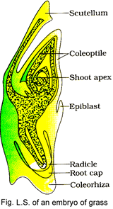 Sexual Reproduction in Flowering Plants, Chapter Notes, Class 12, Biology, Part -2