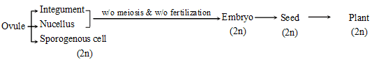 Sexual Reproduction in Flowering Plants, Chapter Notes, Class 12, Biology, Part -2