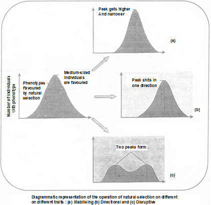 Modern Synthetic Theory of Organic Evolution | Biology for JAMB
