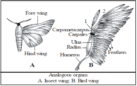 Speciation, Evolution & Classification - Class 10