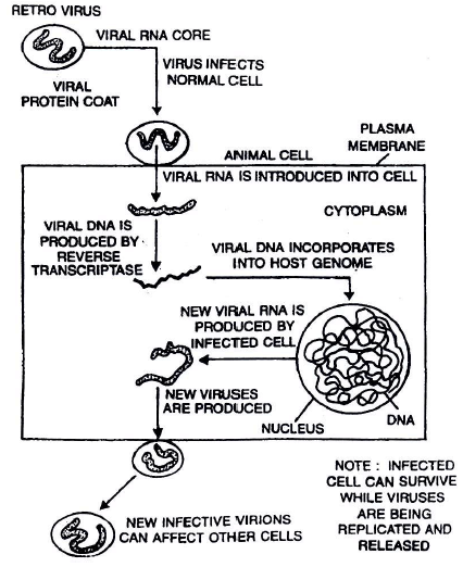 Chapter Notes - Immunity and Disease, Class 12, Biology (AIPMT)