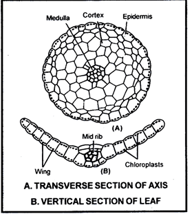 Diagrama Funaria