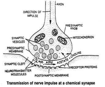 Transmission of Nerve Impulses | Biology Class 11 - NEET