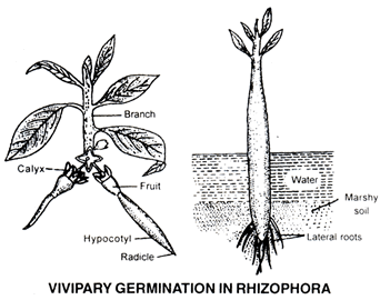 Sexual Reproduction in Flowering Plants, Chapter Notes, Class 12, Biology, Part -2