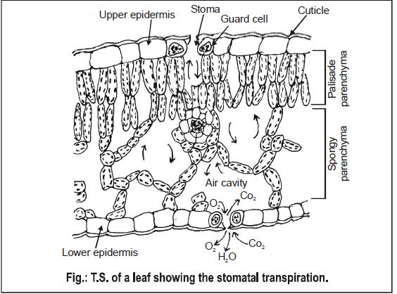 Transpiration, Chapter Notes, Class 11, Biology