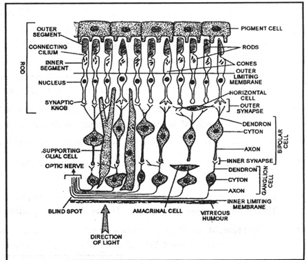 Receptors & Human Eye | Biology A-Level - A Level