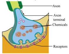 Neural Control & Coordination NCERT Solutions | Biology Class 11 - NEET