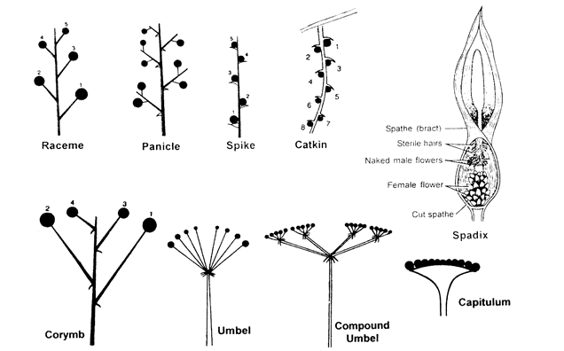 Umbel Flower Diagram