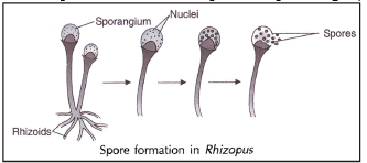 How Do Organisms Reproduce Class 10 Notes Science Chapter 7