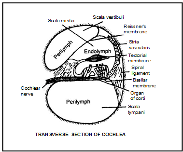 The Tongue & Ear | Biology A-Level - A Level