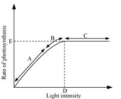 NCERT Solutions Class 11 Biology Chapter 13 - Photosynthesis in Higher Plants