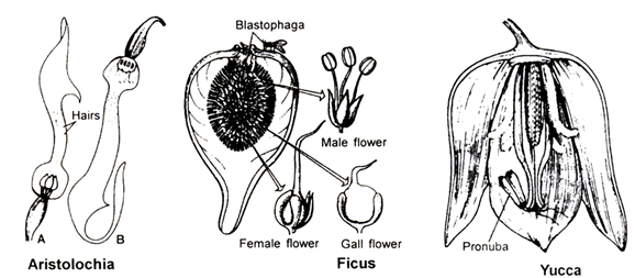Sexual Reproduction in Flowering Plants, Chapter Notes, Class 12, Biology, Part -2