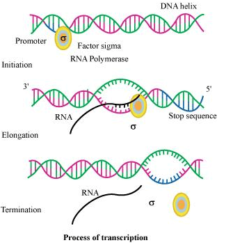 Fig: Transcription