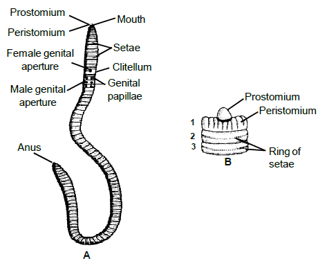 Earthworm, Chapter Notes, Class 11, Biology