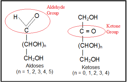 Biomolecules Class 11 Notes Biology Chapter 9