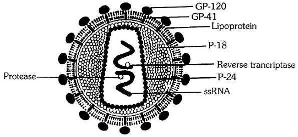 Chapter Notes - Immunity and Disease, Class 12, Biology (AIPMT)