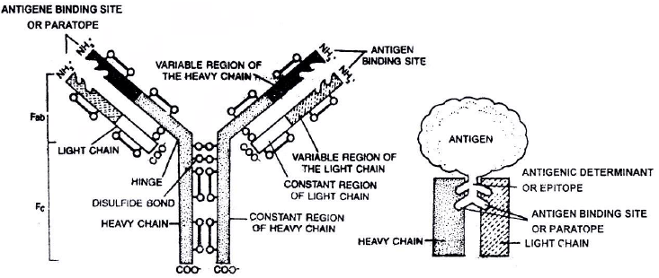 Chapter Notes - Immunity and Disease, Class 12, Biology (AIPMT)