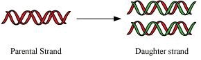Fig: Strands