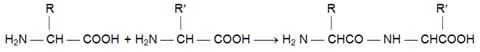Biomolecules Class 11 Notes Biology Chapter 9