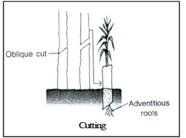 Vegetative Reproduction & Reproduction in Flowering Plants - Class 10