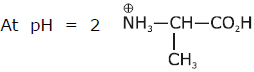 Previous Year Questions - Biomolecules (IIT - JEE Advanced)