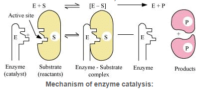 Surface Chemistry (Old NCERT) NCERT Solutions | Chemistry for JEE Main & Advanced