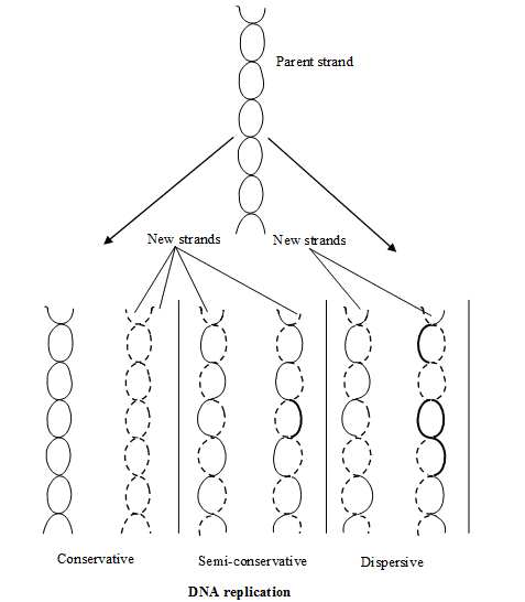 Nucleic Acids (DNA & RNA) | Biology for ACT