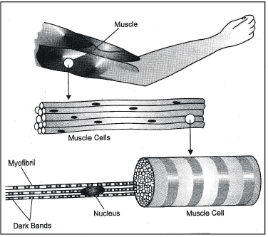 Animal Tissues | Science Class 9