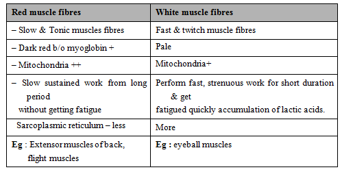 Muscles, Chapter Notes, Class 11, Biology