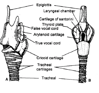 Respiratory System, Chapter Notes, Class 11, Biology