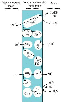 NCERT Solutions Class 11 Biology Chapter 14 - Respiration in Plants