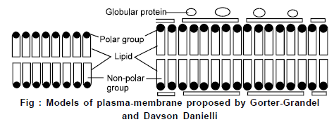 Cell Biology, Chapter Notes, Class 11, Biology