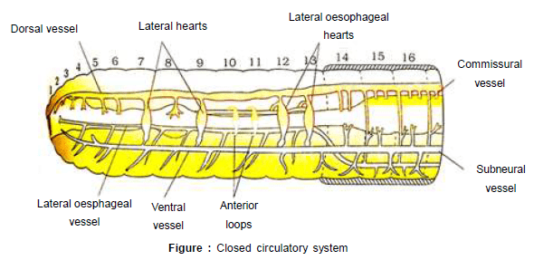 Earthworm, Chapter Notes, Class 11, Biology