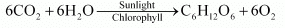 NCERT Solutions for Class 10 Science Chapter 5 - Life Processes