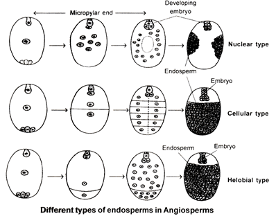Sexual Reproduction in Flowering Plants, Chapter Notes, Class 12, Biology, Part -2
