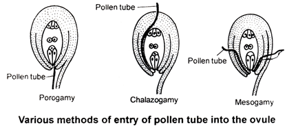 Sexual Reproduction in Flowering Plants, Chapter Notes, Class 12, Biology, Part -2