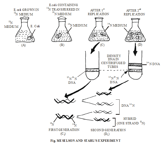 Nucleic Acids (DNA & RNA) | Biology for ACT