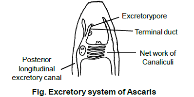 Ascaris - Class 11