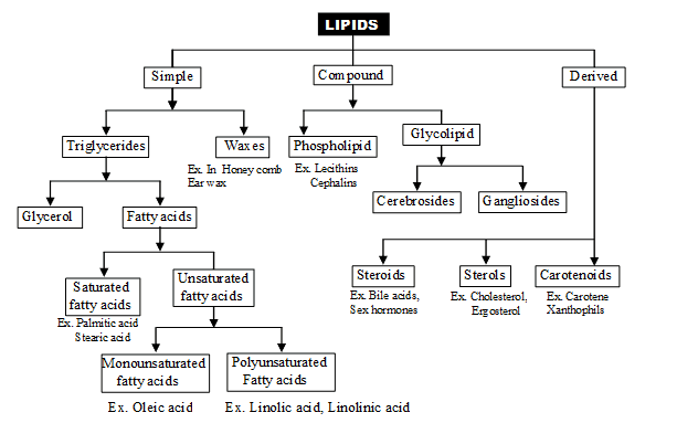 Lipids: Fatty Acids & Phospholipids | Biology Class 11 - NEET