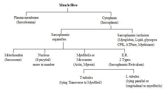 Muscles, Chapter Notes, Class 11, Biology