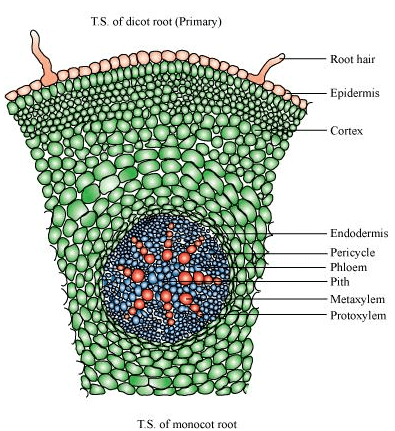 NCERT Solutions Class 11 Biology Chapter 6 - Anatomy of Flowering Plants