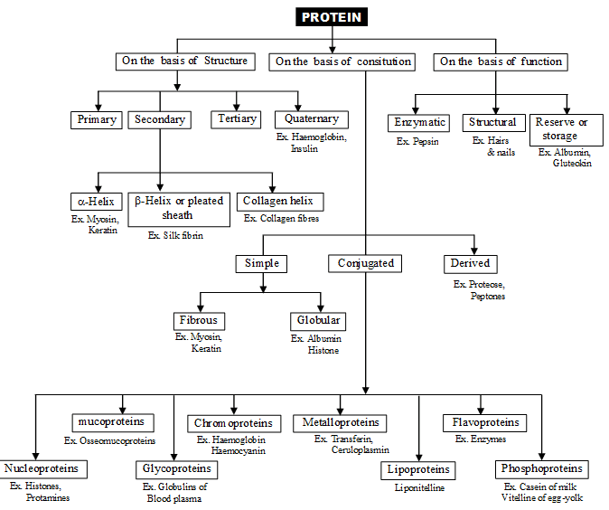 Important,Chapter,Notes,Protoplasm,Class,11,Biology