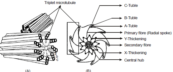 Cell Biology, Chapter Notes, Class 11, Biology