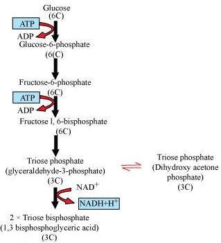 NCERT Solutions Class 11 Biology Chapter 14 - Respiration in Plants