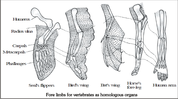 Speciation, Evolution & Classification - Class 10