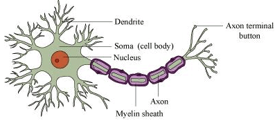 Fig: Structure of Neuron